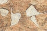 Plate Of Fossil Ginkgo Leaves From North Dakota - Paleocene #221223-1